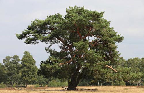 Ferienhaus Wahlers - Foto 36