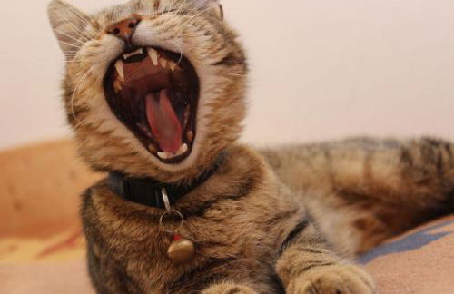 Haus Koblizek - Foto 29