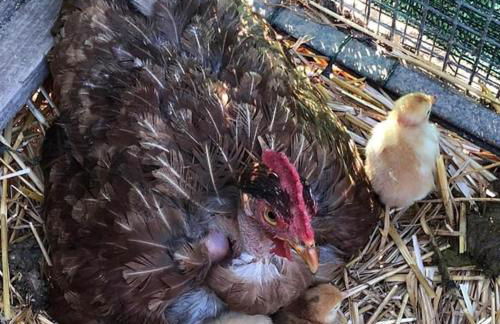 Agriturismo La Casina nel Vigneto - Foto 33