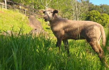 Chácara paraíso dá paz - Foto 6