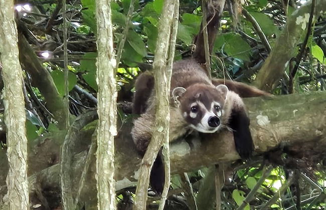 Glampling Nubes de Monteverde - Foto 79