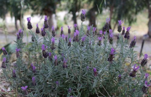 Agriturismo biologico 'A Lanterna - Foto 57
