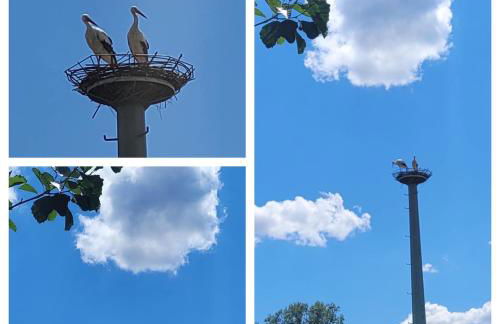 Ferienwohnung Storchennest - Foto 31