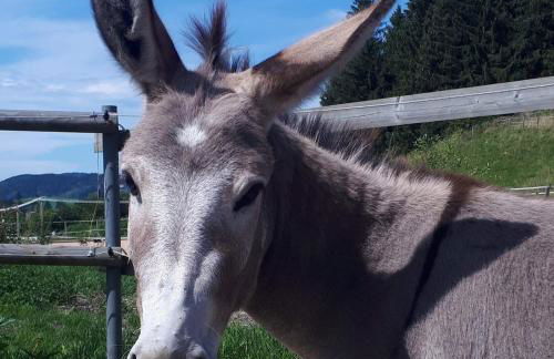 Ferienhof AllgäuMax - Foto 7