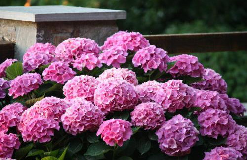 Tsagarada Stone House 1898 - Foto 68