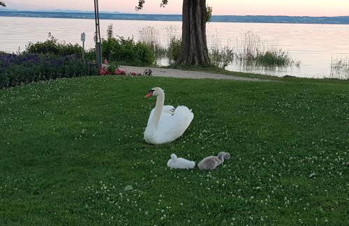 Malvelyns am Bodensee - Foto 22