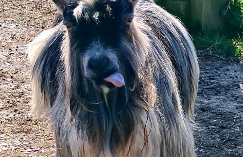 The Goat House - Foto 14