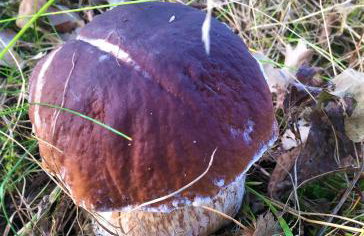 Dom Letniskowy na Kaszubach z podgrzewanym basenem - Foto 21