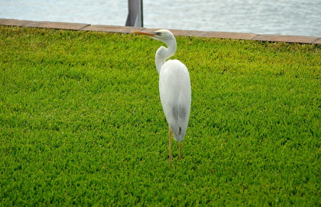 Waterfront Luxury Villa With Sunset Views And Boat Slip 3 Bedroom Townhouse by RedAwning - Foto 36