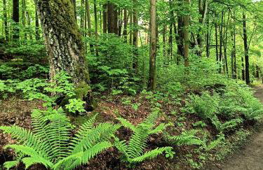 Domki na polance - Foto 22