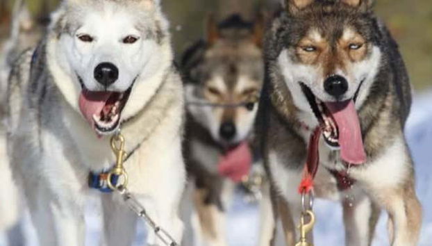 Balade en traîneau tiré par des chiens huskies à Rovaniemi - Photo 3