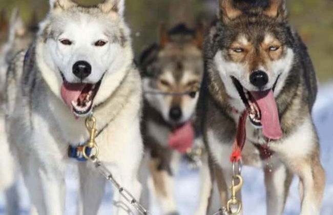 Balade en traîneau tiré par des chiens huskies à Rovaniemi - Photo 4
