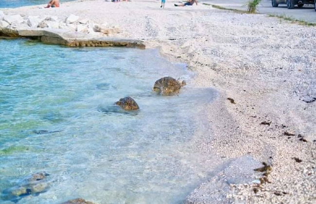 Draga - 15 m From sea - A3 - Foto 13