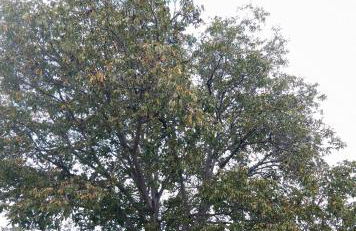 MASIA CLOTATS - Photo 40