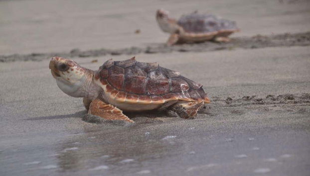 Tortugas desplazándose hacia el mar