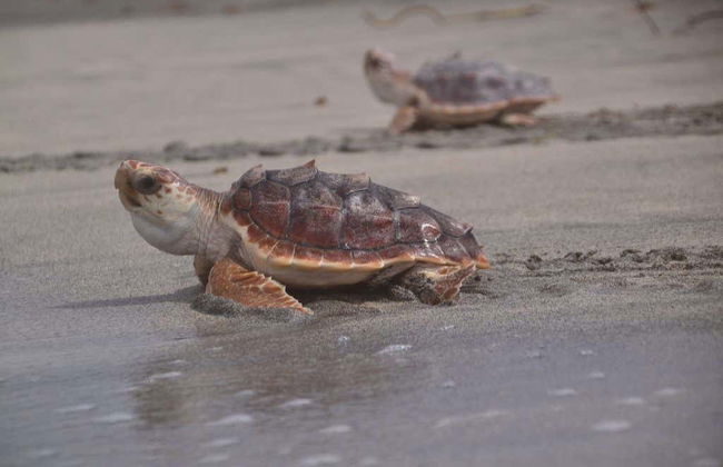 Avistamiento nocturno de tortugas marinas - Foto 2