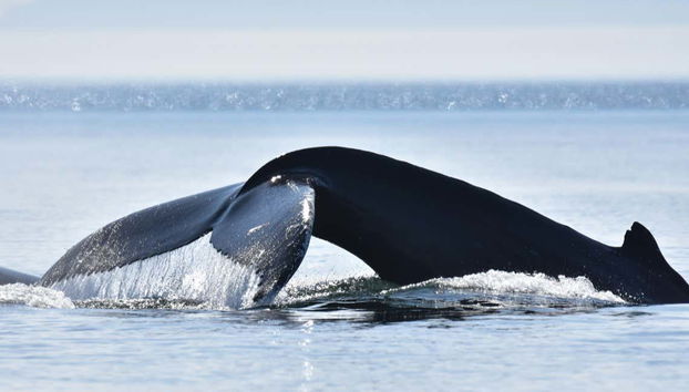 Pronti ad avvistare i cetacei da vicino?