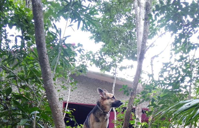 Hotel y Temazcal en Solferino - Foto 55