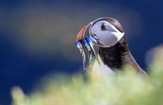Saltee View Holiday Home - Foto 26