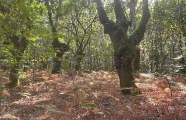 O Forno de Catuxa Cottage & Roman Wall - Foto 50