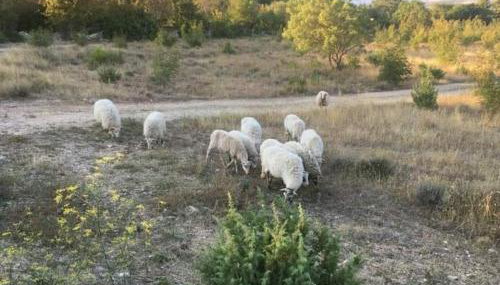 Apartmani Tanja Pridraga - Foto 3