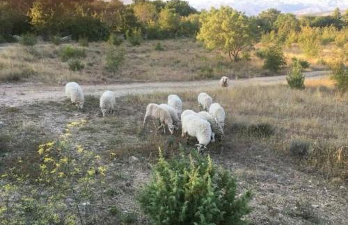 Apartmani Tanja Pridraga - Photo 3