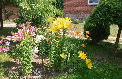 Agroturystyka Pod Dębem - Foto 3