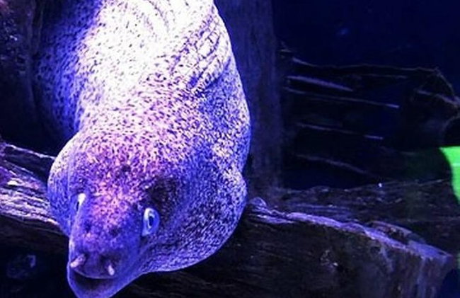 "Seite: Tauchen im faszinierenden Unterwassermuseum" - Foto 4