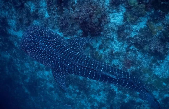 Nado con tiburones ballena en Puerto Princesa - Foto 7