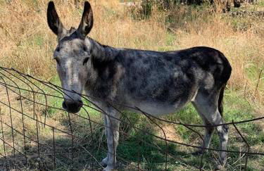 Vrisaki 81400, Lemnos Island - Foto 37