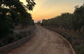Mallorca Finca Gallo Negro Santanyi Campos - Foto 77