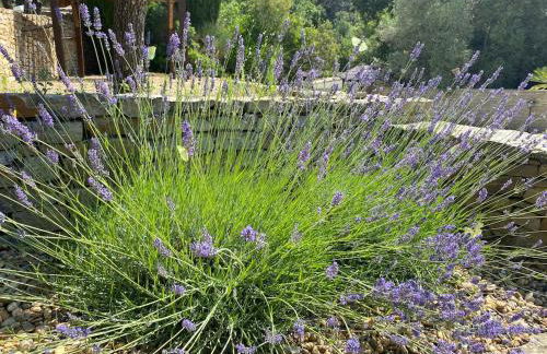 Mazet Tihou Calme, nature et piscine en Provence - Foto 15