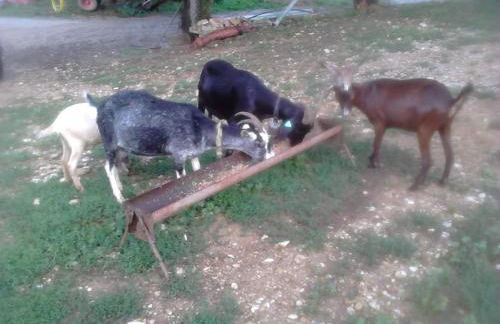 LES TILLEULS - Foto 6