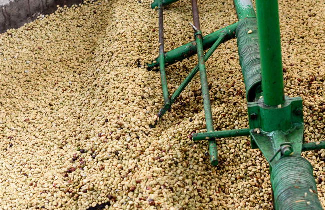 Tour por una finca de café de Salgar - Foto 5