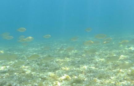 Apartamento Nautilus Beach - Photo 10