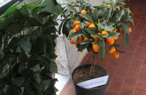 Casetta di Angie - Foto 16