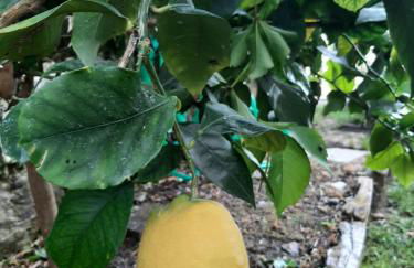 Casa Angelo - Foto 37