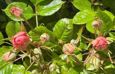 Masiadenjust - Foto 50