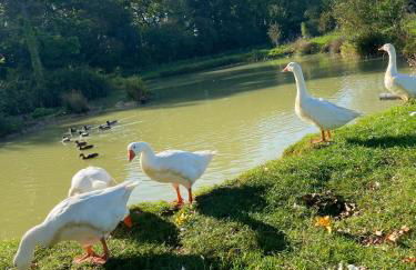 Mulberry House Farm The Garden Room - Foto 25