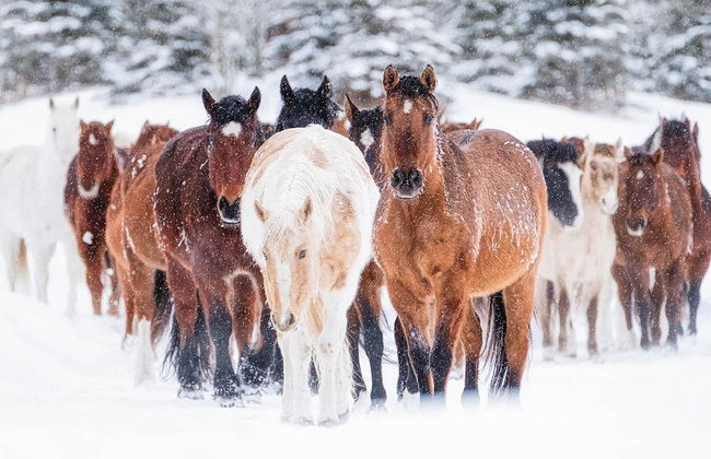 Vista Verde Ranch All-inclusive - Adults Only - Foto 36