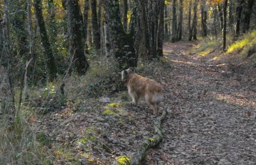 Les hirondelles de montsec - Foto 25