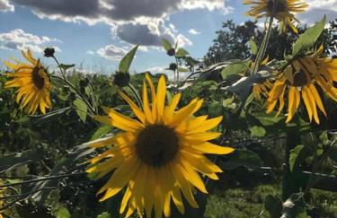 Idyllisches Ferienhaus in ruhiger Lage - Foto 24
