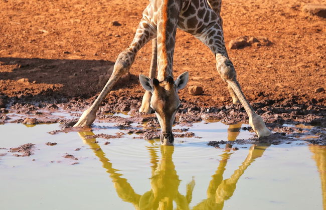 Zingela Nature Reserve - Doornstock Lodge - Photo 5