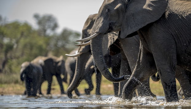 Kruger Untamed - Tshokwane River Camp - Foto 5, Safari