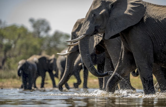 Kruger Untamed - Tshokwane River Camp - Photo 24