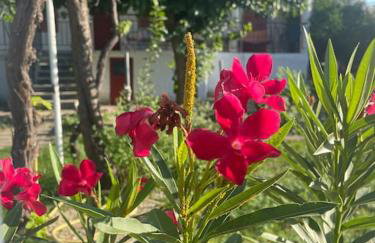 Ideal Cottage Holidays-Ιδανικές Εξοχικές Διακοπές - Foto 16