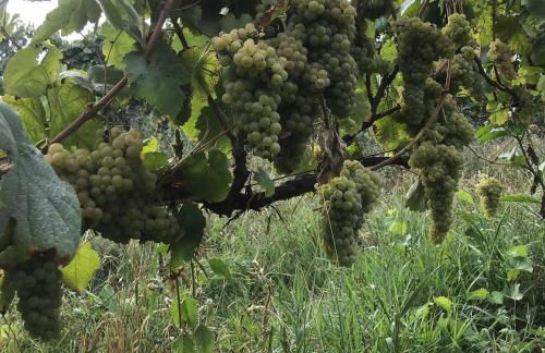 Quinta do Pinheiro - Foto 43