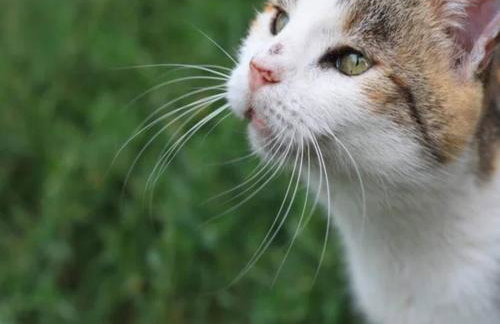 A Wooden, Eco-friendly House by the Goszcza Lake. Living Room, 2 Bedrooms - Foto 47