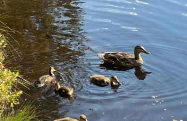 Apartment Schwarzwald-Anni Pool Tennis Sauna - Foto 34