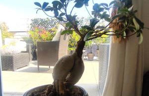 ZION -100m Zen - Paris-DisneyLand - Foto 28